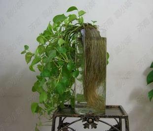 绿植带给女人好风水 旺气旺财旺爱情