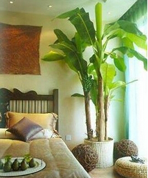绿色植物在家居风水上起到负面作用