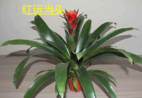 风水中开运旺财的几种好植物