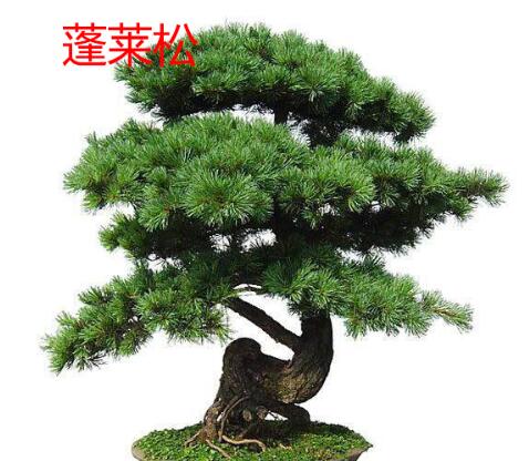 风水中开运旺财的几种好植物