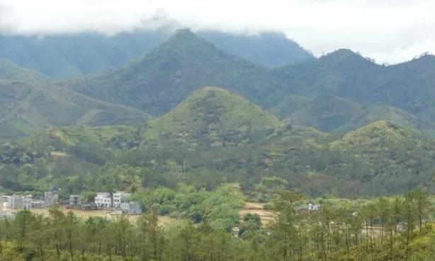 阴宅风水:坟头千万不要种错树