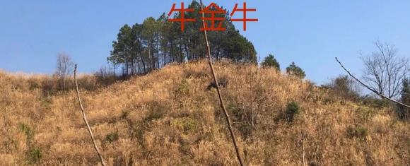 阴宅风水案例:福人撞福地:碑石塌陷,福荫不减
