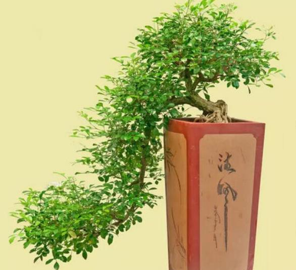 十二生肖对应的植物,养对了将带来好运!