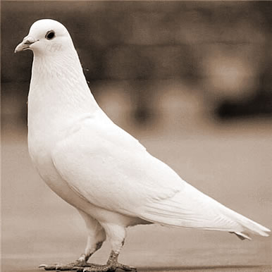 ׸,ε׸ʲô˼