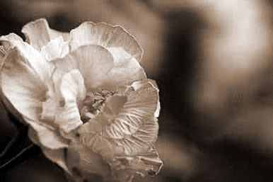 ܽ,εܽشʲô˼
