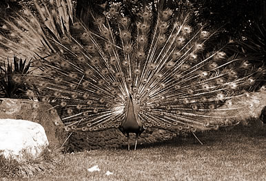 μȸ,μȸʲô˼