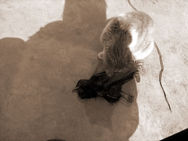βѻ,εѻʲô˼