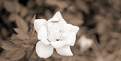 ΰɫ,εɫʲô˼