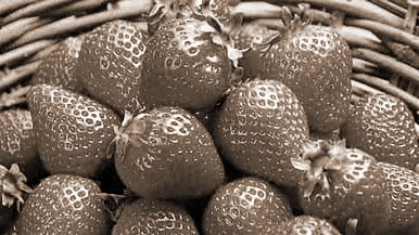 βݮ,εݮʲô˼