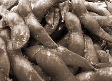 ë,εëʲô˼