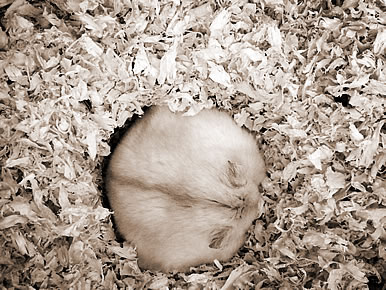 ľ,εľʲô˼