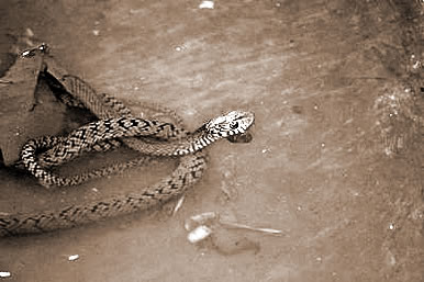 μˮˮ,μˮˮʲô˼