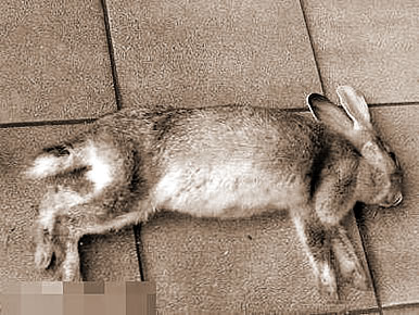 ʳ,εʳʲô˼