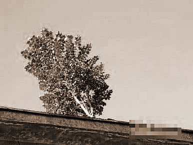 ڳ,εڳʲô˼