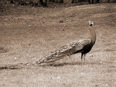 μȸ,μȸʲô˼