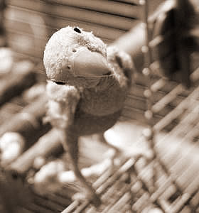 ûë,εûëʲô˼