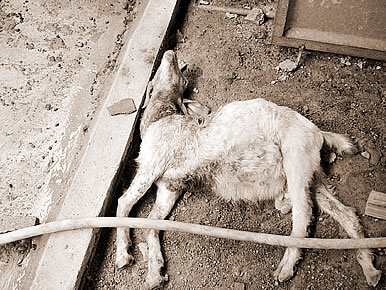 ,εʲô˼