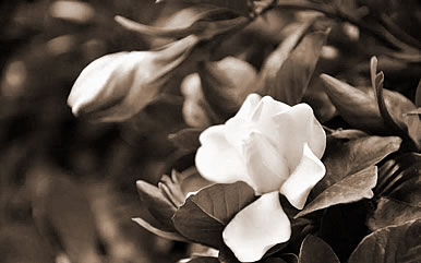 λƤ,εƤʲô˼