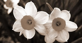 ˮɻˮ