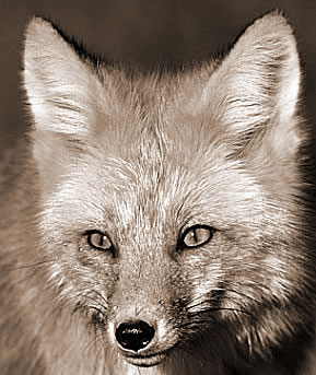 脸相分析什么是狐眼