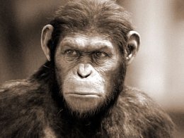 脸相分析什么是猿眼