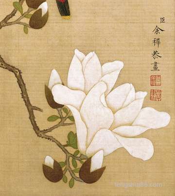 好鱼难养?NO!这种风水鱼特非常容易养